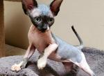 Buffy - Sphynx Cat For Sale - Mundelein, IL, US