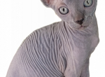 Solid Blue Male - Sphynx Kitten For Sale - CO, US