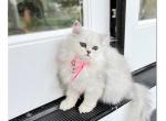 Lili - Persian Cat For Sale - Discovery Bay, CA, US