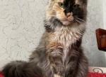 Bella with pedigree for breeding - Maine Coon Cat For Sale - New York, NY, US