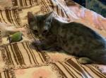 Blue Belle  Genetta - Bengal Cat For Sale - FL, US