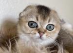 Black ticked girl - Scottish Fold Cat For Sale - Sun City Center, FL, US