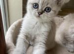 Lynx point girl - Scottish Straight Cat For Sale - Sun City Center, FL, US