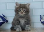 Faberge CFA certified - Siberian Cat For Sale - Ashburn, VA, US