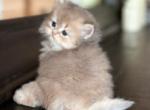 British Longhair Blue Golden chinchilla Ay11 - British Shorthair Kitten For Sale - 