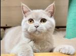 Valerain - British Shorthair Cat For Sale - Los Angeles, CA, US