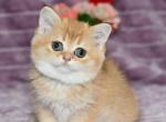 Beatrice - British Shorthair Cat For Sale - Los Angeles, CA, US