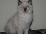 Eddie - Ragdoll Cat For Sale - Shippensburg, PA, US