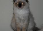 Emmitt - Ragdoll Cat For Sale - Shippensburg, PA, US