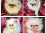 Kingsley Romeo - Persian Cat For Sale - 