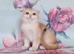 Lord - Scottish Fold Cat For Sale - Brooklyn, NY, US