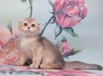 Kriss - Scottish Fold Cat For Sale - Brooklyn, NY, US