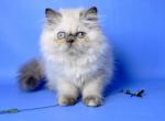 Sara - Persian Cat For Sale - Brooklyn, NY, US