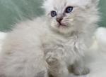 Molly - Siberian Cat For Sale - Boyne City, MI, US