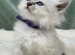 Pixie - Siberian Cat For Sale - Boyne City, MI, US