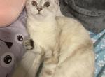 Eli - Scottish Fold Cat For Sale - Brooklyn, NY, US