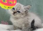 Nala - Siberian Cat For Sale - Boyne City, MI, US