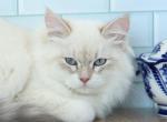 Zhenya CFA certified - Siberian Cat For Sale - Ashburn, VA, US