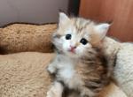 Ayor - Siberian Cat For Sale - Chelsea, MA, US