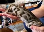 Silver Male Teal Collar - Bengal Cat For Sale - Bradner, OH, US