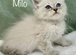 Milo - Siberian Cat For Sale - Boyne City, MI, US