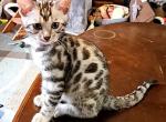 Silver Female Pink - Bengal Cat For Sale - Bradner, OH, US