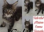 Tink - Maine Coon Kitten For Sale - Braham, MN, US