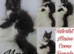 Maggie - Maine Coon Cat For Sale - Braham, MN, US