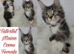 Thumbelina - Maine Coon Kitten For Sale - Braham, MN, US