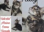 Tally - Maine Coon Cat For Sale - Braham, MN, US