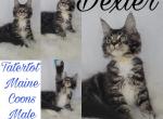 Dexter - Maine Coon Cat For Sale - Braham, MN, US