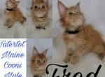 Fred - Maine Coon Cat For Sale - Braham, MN, US