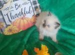 Beautiful Male Dollface Persian kitten - Persian Kitten For Sale - Seymour, CT, US