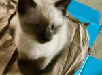 E boy - Siamese Cat For Sale - Catasauqua, PA, US