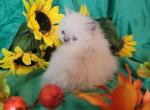 Beautiful lilac Dollface Persian kitten - Persian Cat For Sale - Seymour, CT, US