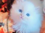 Male Dollface Persian Kitten - Persian Kitten For Sale - Seymour, CT, US