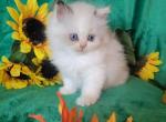 Female Dollface - Persian Cat For Sale - Seymour, CT, US