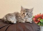 Crystal - Siberian Kitten For Sale - Temecula, CA, US