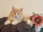 Clyde - Siberian Cat For Sale - Temecula, CA, US