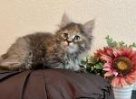 Claire - Siberian Kitten For Sale - Temecula, CA, US