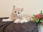 Caleb - Siberian Cat For Sale - Temecula, CA, US