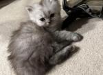 Roxie   Female Shaded Silver Persian - Persian Cat For Sale - Farmington, MI, US