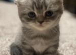 Mochaa - Scottish Fold Cat For Sale - Houston, TX, US