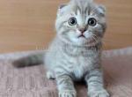 Nicole plush lilac tabby scottish fold baby girl - Scottish Fold Kitten For Sale - CA, US