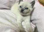 Bluey Blue point Siamese kitten 5 weeks old - Siamese Kitten For Sale - Wellsville, OH, US