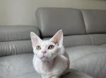 Nala - Devon Rex Cat For Sale - Brooklyn, NY, US