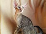 Maks - Oriental Cat For Sale - Norwalk, CT, US