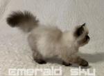Super Affectionate Charcola - Himalayan Cat For Sale - Marietta, GA, US