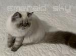 CFA Show Quality Love - Himalayan Cat For Sale - Marietta, GA, US