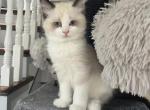 Joys litter male 3 ready September 1 - Ragdoll Cat For Sale - Mount Joy, PA, US